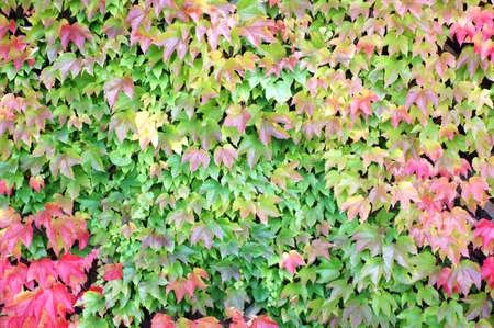 The Photography of vine leaves in the fall suitable as background                 の写真素材