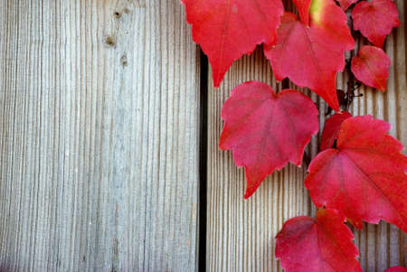 The photograph of wine leaves in the fall climbed up on a wooden wall                    
