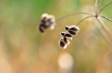 The macro close-up of a dry umbel                     