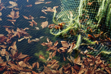 The photograph of a pond surface in autumn protected with a net                  