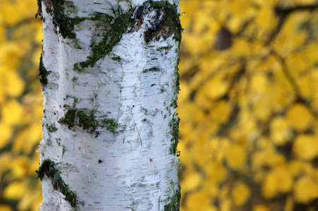The close-up of birch bark in autumn  In the background are yellow leaves の写真素材