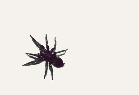 The Close-up view of a spider on a wall                      の写真素材