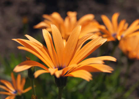 The close-up of a glandular cape marigold  Dimorphotheca sinuata                       の写真素材