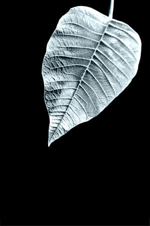 The close-up of a leaf                     の写真素材