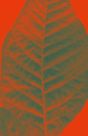 The close-up of a leaf                  の写真素材