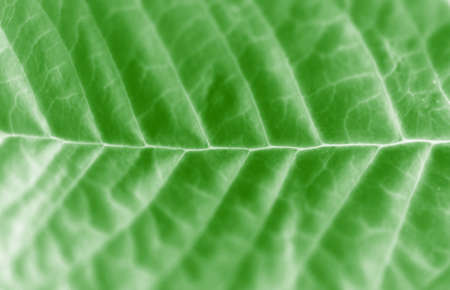 The close-up of a leaf                       の写真素材