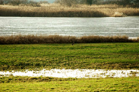 A hare keeps a lookout at a river              の写真素材