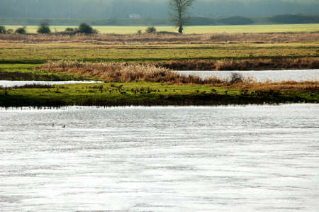A colony of wild geese by a river                  の写真素材