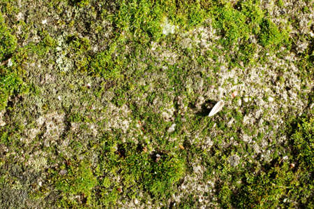 The plan view on a moss bed              の写真素材