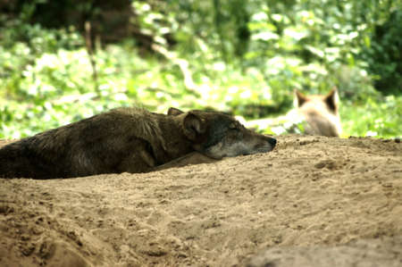 A wolf lies in a sandy pit and rests                     