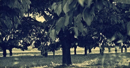 The photograph of a cherry tree plantation in sunny weather の写真素材