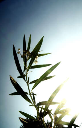 The photograph of a plant shrub in the back light                       の写真素材