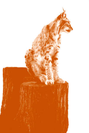 A lynx sits quietly on a tree trunk  The portrait has been released                  の写真素材