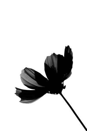 A Cosmea changed in the tone before a white background                  の写真素材