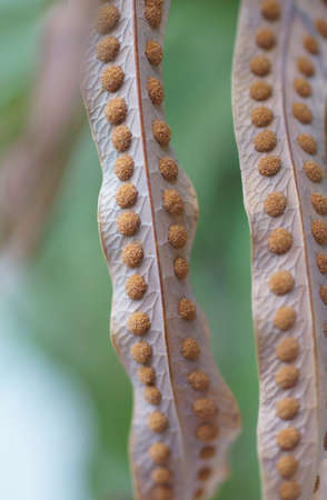 The close-up of leaves with seed at the underside                の写真素材