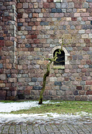 The photograph of a small tree in front of a fieldstone facade from a church                     の写真素材