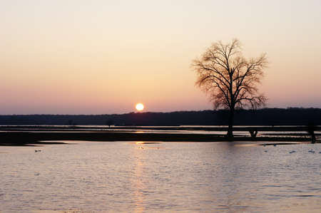 A colony of swans and wild geese during a sundown  Photographed in the meadows of the river Elbe, a nature reserve                      の写真素材