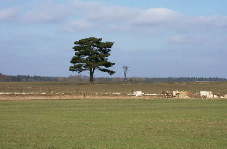 The photograph of a single pine tree on a pasture with cows               の写真素材