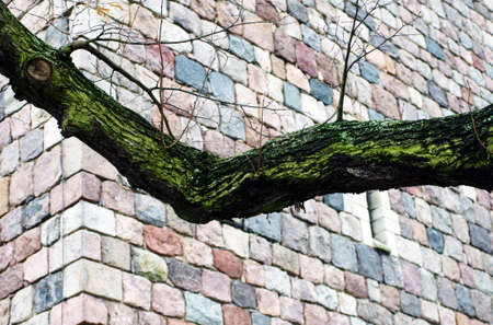 The close-up of a green tree branch before a fieldstone facade                     の写真素材