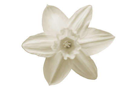 The photograph of a daffodil blossom, isolated              の写真素材