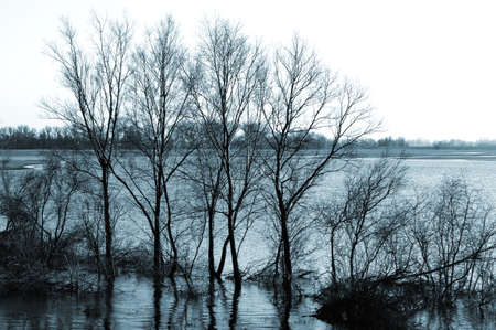 Tree reflections on the water surface  Photo taken in the Elbe Valley, a nature reserve on the Elbe                     の写真素材