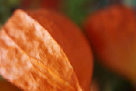The abstract looking photography of a bladder cherry  Physalis alkekengi  caused by pixelation                     の写真素材