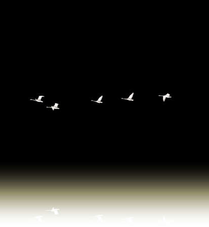 The photograph of swans during the flight, surreally changed                     の写真素材