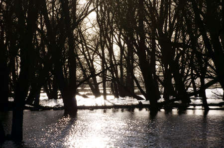 Two swans during a sundown  Photographed in the meadows of the river Elbe, a nature reserve                     の写真素材