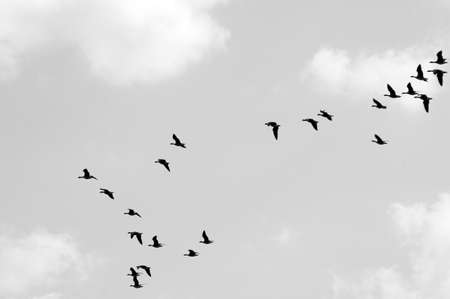 The photograph of wild geese, Graylag, during the flight                    の写真素材