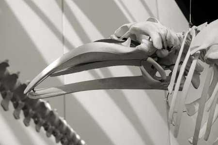 Stralsund, Mecklenburg Western Pomerania / Germany  April 05: The skeleton of a baleen whale of the German sea museum Ozeanum on April 05, 2013 in Stralsund.              のeditorial素材