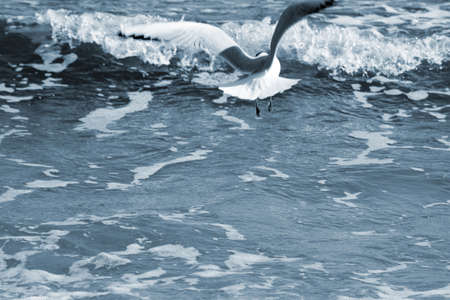 flying gull to the water                  の写真素材