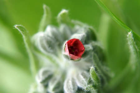 The close up of the flower of a houndstongue, Cynoglossum officinale                の写真素材