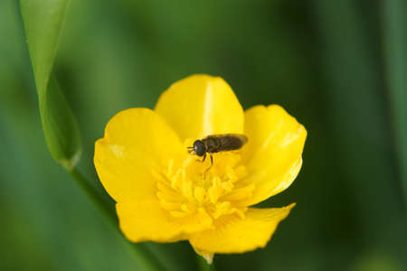A hoverfly sits on the flower of a celandine                    