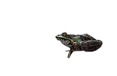 The close up of a tree frog, which was isolated 
