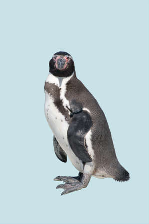 a Humboldt penguin, which is isolated               の写真素材