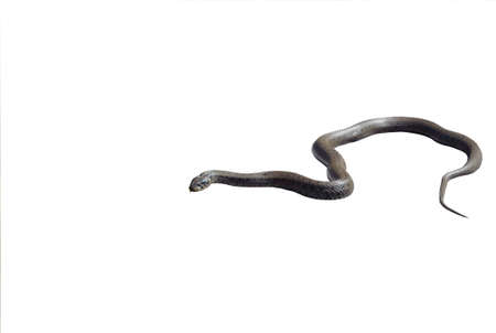 a grass snake          の写真素材
