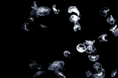 illuminated jellyfish in a pool of water                  の写真素材
