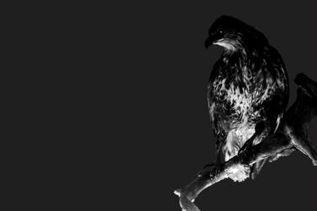 The photograph of an isolated Falcon preparation                    の写真素材