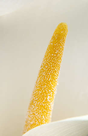 The close-up of the fructification of a maple bar crop                  の写真素材