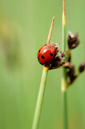 The close-up of a ladybug  Coccinellidae  who is climbing of a blade of grass                       の写真素材