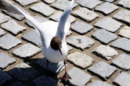 The close-up of a seagull flapping its wings                       の写真素材