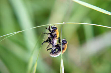 The macro closeup of two copulating hoverflies              の写真素材