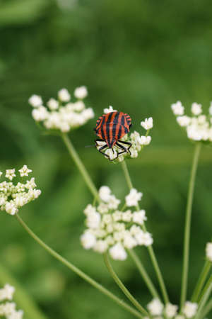 The macro closeup of a Graphosoma lineatum                      