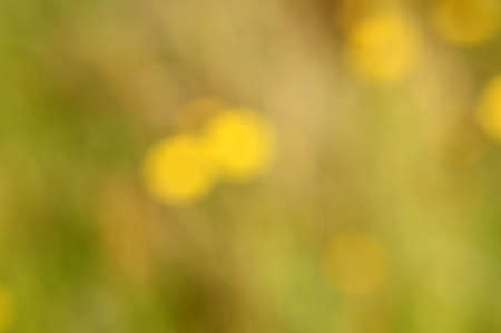 The blurred, unfocused of flowers                   の写真素材