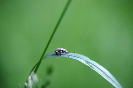 A weevil is running on the leaf of a plant                    の写真素材