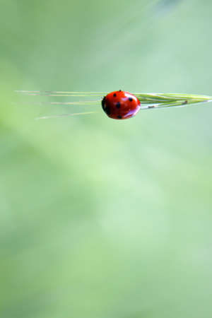 The close-up of a ladybug sitting on a wheat ear                       の写真素材