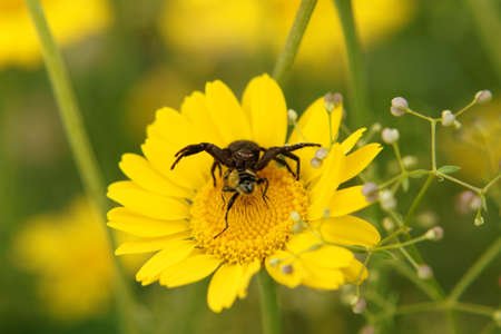 The macro closeup of a spider that eats a insect up on a flower                    の写真素材