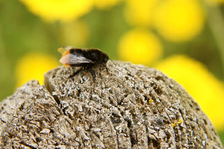 The macro close-up of a bumblebee on a wooden pole          