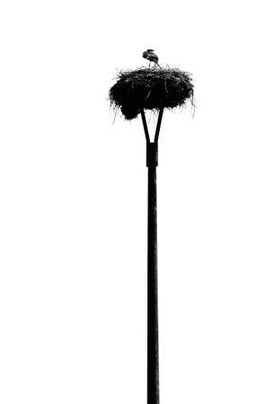 The photograph of an isolated storks nest on a pole             の写真素材