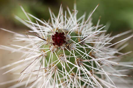 The macro closeup of a cactus flower                    の写真素材